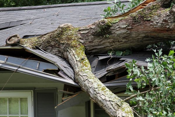 Storm Remediation in Webster