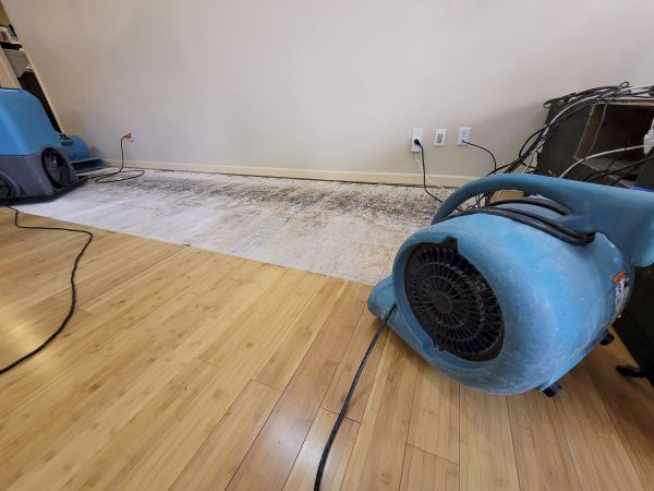 Cost of Water Damage Mitigation in Webster